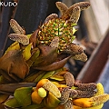 Nypa fruticans (Nipa Palm) ニッパヤシ in Centenary Lakes<br />Canon EOS 6D + EF400 F5.6L